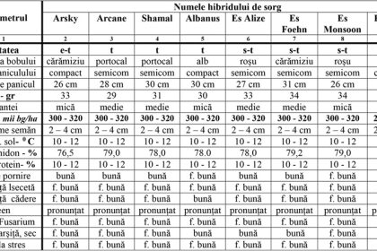 Agricultura pe intelesul tuturor SORGUL Un potential inlocuitor pentru porumb 2