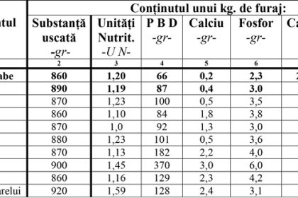 Agricultura pe intelesul tuturor SORGUL Un potential substitut pentru porumb 1
