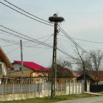 Odata cu luna Prier Berzele au sosit pe plaiul gorjean