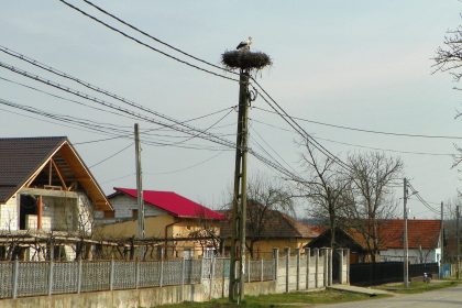 Odata cu luna Prier Berzele au sosit pe plaiul gorjean