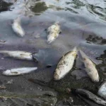 Angajatii de la Termo Turceni strang pestii morti din Jiu