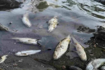 Angajatii de la Termo Turceni strang pestii morti din Jiu