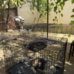 Comuna Borascu Campanie gratuita de sterilizare a cainilor cu stapan