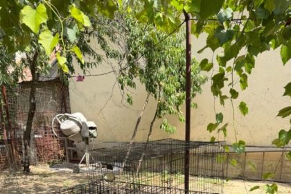 Comuna Borascu Campanie gratuita de sterilizare a cainilor cu stapan