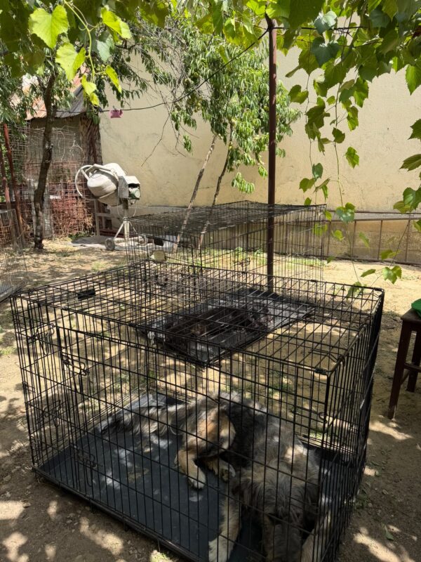 Comuna Borascu Campanie gratuita de sterilizare a cainilor cu stapan
