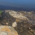 Poluarea Jiului in zona Romanesti a fost inclusa intr un dosar penal de cercetare