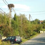 peripluri gorjene de gustar povestea berzei rosii