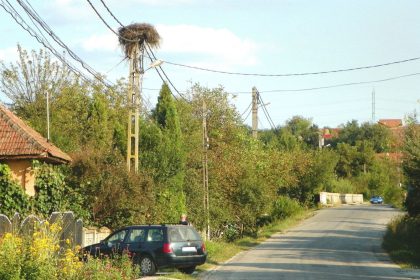 peripluri gorjene de gustar povestea berzei rosii