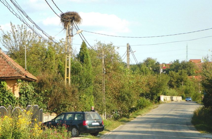 peripluri gorjene de gustar povestea berzei rosii