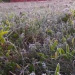 Agricultura explicată pentru toată lumea