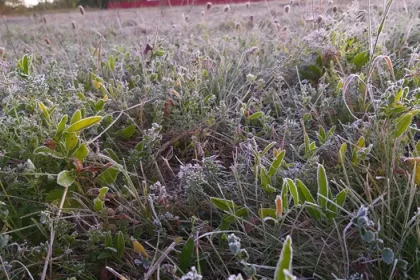 Agricultura explicată pentru toată lumea