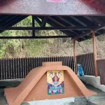 Comunitatea din Moi readuce la viață izvorul. Gunoaie și găini moarte, aruncate în zonă