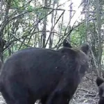 Familia de urși, filmată în pădurea din zona poligonului Turcinești