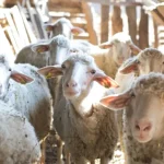 Focar de variolă ovină într-o fermă din comuna Runcu