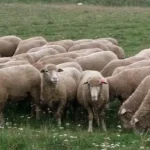 Focar nou de variolă ovină confirmat în județul Gorj