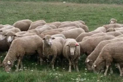 Focar nou de variolă ovină confirmat în județul Gorj