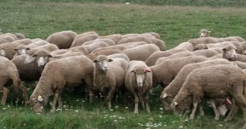 Focar nou de variolă ovină confirmat în județul Gorj