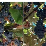 Gorjenii renunță la vin și vând strugurii din vie. Prețurile pornesc de la 3 lei/kg