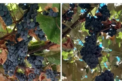 Gorjenii renunță la vin și vând strugurii din vie. Prețurile pornesc de la 3 lei/kg