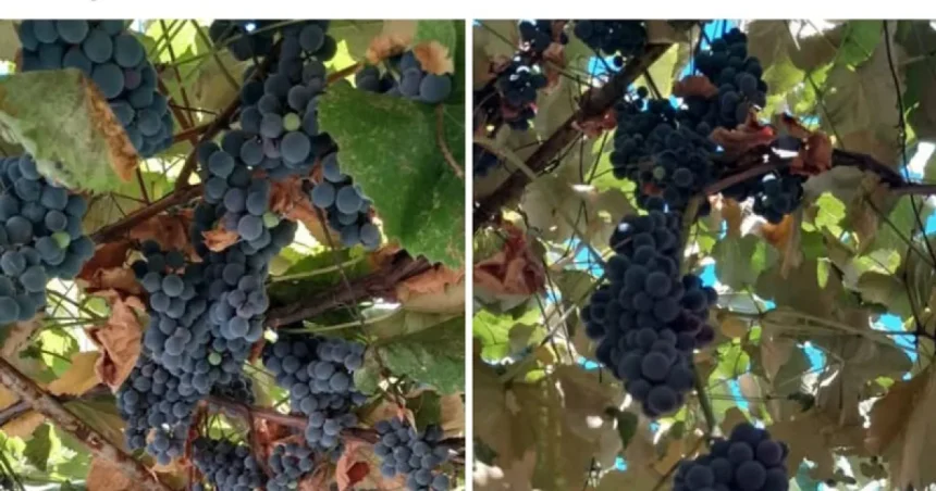Gorjenii renunță la vin și vând strugurii din vie. Prețurile pornesc de la 3 lei/kg