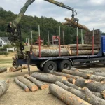 Lemne confiscate și amendă de 5.000 de lei la Novaci