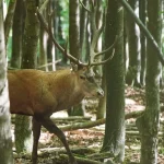 Pădurile din Defileul Jiului răsună de boncănitul cerbilor, monitorizați de rangeri