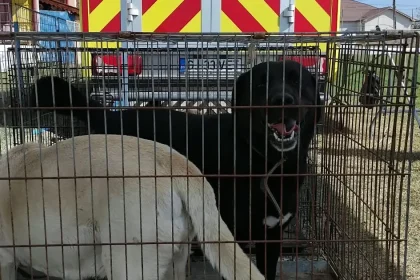 Sterilizarea câinilor din Brănești, în plină desfășurare