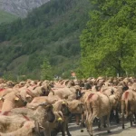 Transhumanța – îndeletnicire străveche a ciobanilor din Carpați