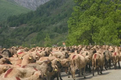 Transhumanța – îndeletnicire străveche a ciobanilor din Carpați