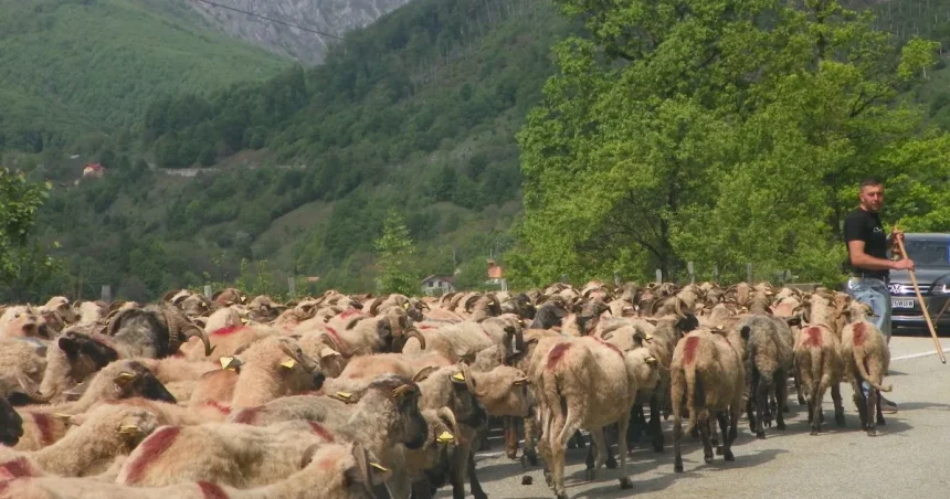 Transhumanța – îndeletnicire străveche a ciobanilor din Carpați