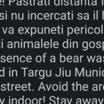 Urs văzut pe o stradă din Târgu Jiu; autoritățile au emis alertă RO Alert