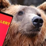 Urs văzut pe o stradă din Târgu Jiu; jandarmii au verificat zona, dar nu l-au găsit