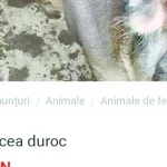 Vânzare de porci pentru Crăciun: o purcea de 400 kg, 1.000 de euro la Turcinești