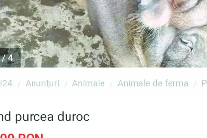 Vânzare de porci pentru Crăciun: o purcea de 400 kg, 1.000 de euro la Turcinești