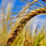 Agricultura pe înțelesul tuturor, explicată simplu și clar