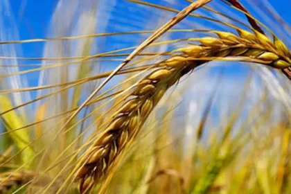 Agricultura pe înțelesul tuturor, explicată simplu și clar