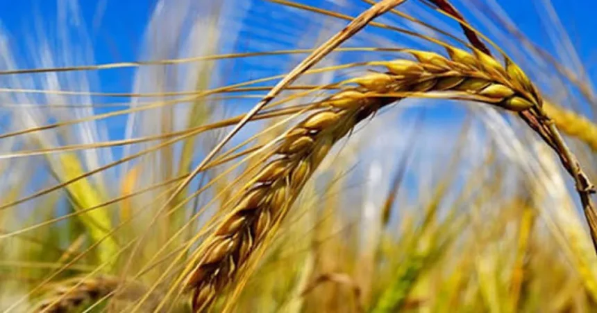 Agricultura pe înțelesul tuturor, explicată simplu și clar