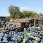 APIA: ultim termen pentru viticultori, bani de asigurare până pe 15 octombrie