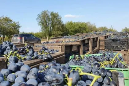 APIA: ultim termen pentru viticultori, bani de asigurare până pe 15 octombrie