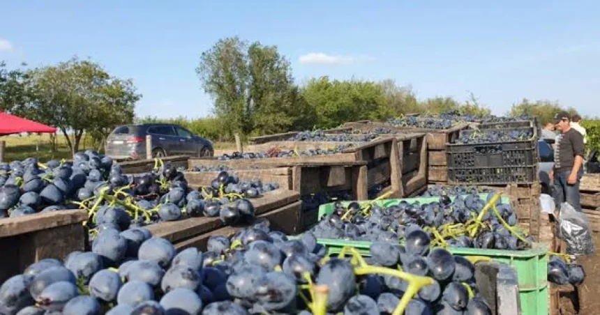 APIA: ultim termen pentru viticultori, bani de asigurare până pe 15 octombrie