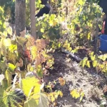 Culesul viilor la Valea Mare, Runcu: mustul să se facă vin și apoi „să se încrunte Pleșa”