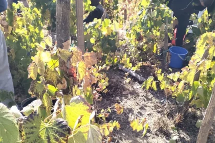 Culesul viilor la Valea Mare, Runcu: mustul să se facă vin și apoi „să se încrunte Pleșa”