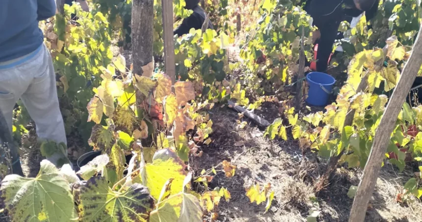 Culesul viilor la Valea Mare, Runcu: mustul să se facă vin și apoi „să se încrunte Pleșa”