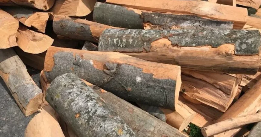 Lemn de foc la 320 lei/mc: Direcția Silvică Gorj a livrat 23.000 mc