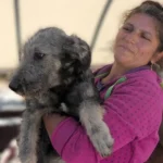 Studenții UCB participă la Târgul de Adopții Canine de la Rovinari